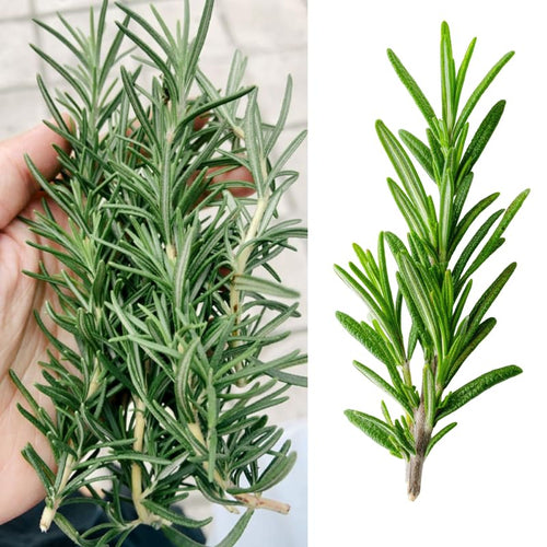2 Pots Rosemary Plants, Live Rosemary Plants in 4" Pot, Fragrant Herb Leaves, Perennial Herbs Plant for Containers, Outdoors Indoors Garden