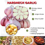 4 Red Garlic Bulbs for Planting XL Jumbo Size in Spring, High Yield Hardneck Garlic Cloves Seeds, Fresh, Cold Hardy and Fast Growing, Various Varieties