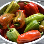 Set 2 Pepper Plants Live for Planting, Pepper Plant, 4-6 Inc Tall, Live Vegetable Plants for Indoor Outdoor Growing (Variegated Chocolate Cherry Peppers)