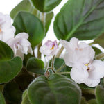 White African Violet Plant Live, White Violet Flower, 3-5 Inches Tall