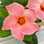Peach Mandevilla Live Plant Vine, Climbing Mandevilla Vine Plant, 5 to 7 Inc Tall