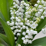 10 Lilies of The Valley Bulbs Rhizomes, Lily of The Valley Bulbs for Planting, Perennial Flower Bulbs Outdoors Indoors Garden