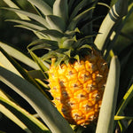 1 Sugarloaf Pineapple Plant Live for Planting, Sweet Pineapple Fruit Tree Live Plant 5 to 8 Inch Tall, Pineapple Starter Plants