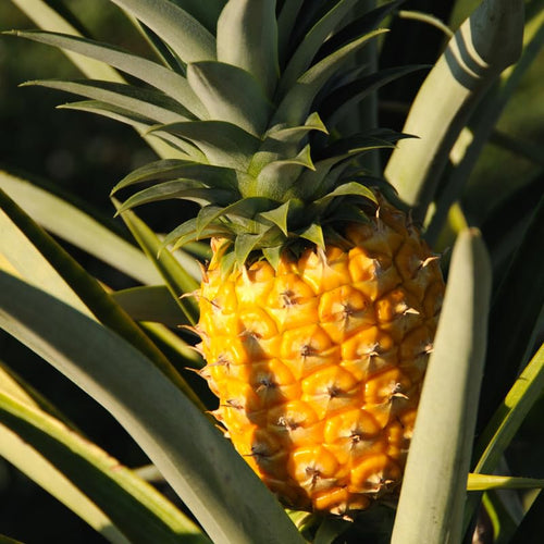 1 Sugarloaf Pineapple Plant Live for Planting, Sweet Pineapple Fruit Tree Live Plant 5 to 8 Inch Tall, Pineapple Starter Plants