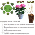 Hydrangea Plant Live Tree Dormant in Winter, Vibrant Color Bloom, 5-11" Well-Rooted Hydrangea Shrub Bush for House Planting Outdoor (Can Trim Grow as Tree)