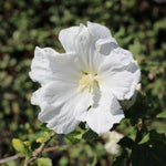 Althea Rose of Sharon Plant Live for Planting 6-13 Inch Height, Hibiscus Syriacus Flowers, in Pot, Rose of Sharon Shrub Bush Live (White)