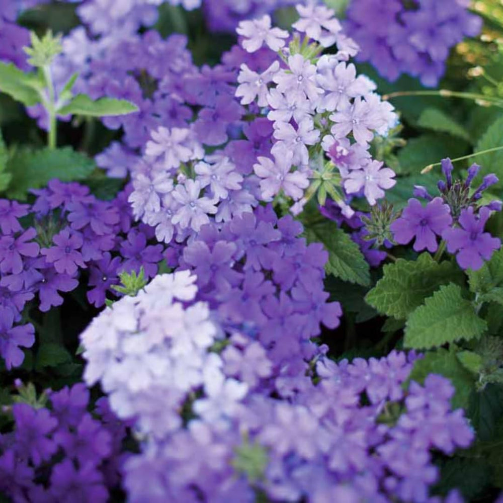 Pack 4 Light Lavender Perennial Verbena Plants, Light Purple Verbena Live Plants, Verbena Flower Trailing Plants Live for Planting, Verbena Plants in Zones 7 to 11
