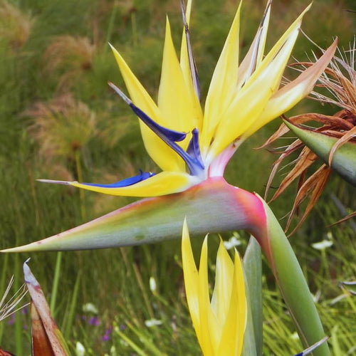 Bird of Paradise Live Plant, Strelitzia Reginae Plant Live Tropical Perennial Blooming, Houseplant Decor Indoor Outdoor
