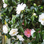 White Camellia Live Plant, 10-12 Inch Tall Camellia Japonica in 4" Pot, Flowering Shrub for Indoor or Outdoor Planting