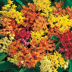 4 Assorted Milkweed Plants Live, Butterfly Milkweed Asclepias Tuberosa, Tropical-Style Blooms for Outdoor Gardens, 4-9" Height, No Pot