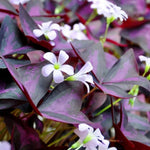 Purple Oxalis Flower Plant, 4-5'' Tall, Purple Shamrock Plants, Oxalis Plant, Live Flowers Plants, Perennial Flower Plants for Indoor and Outdoor Garden