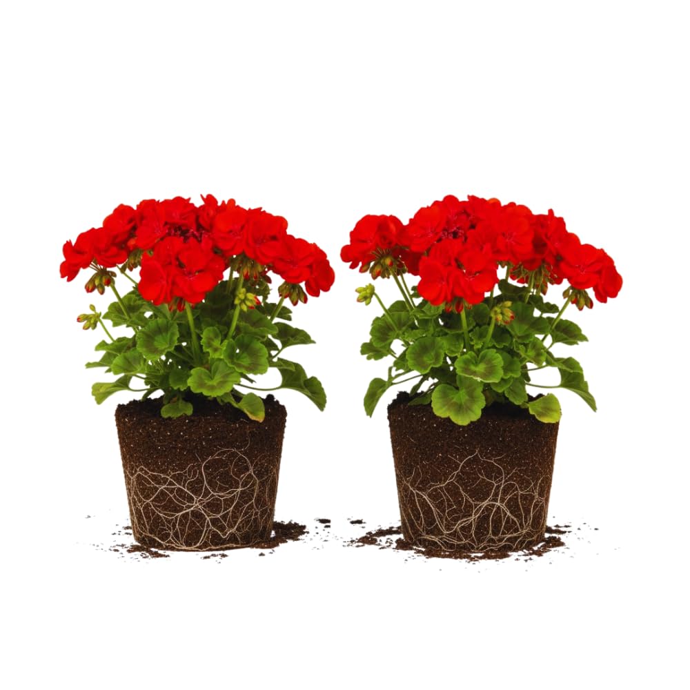 2 Red Geranium Plants Live, Live Geranium Plants, 5 to 6 Inches Tall, Geranium Flower Plant, Geranium Live Plants Garden
