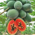 Papaya Plant Live in 4'' Pot, Sweet Edible Tree, Suitable for Gardens, Patios, and Outdoor Planting, Cold Hardy, Ready to Grow, 5-10 Inch Tall