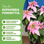 2 Multi Varieties Poinsettia Plants Live, Pink Poinsettia Flowers for Holiday Christmas Gift, Decoration Houseplant 5-10" in Tall, No Pot