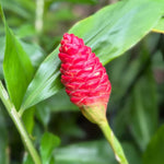 Fresh Shampoo Ginger Plant, Zingiber Zerumbet Fresh Ginger Live 3-5'' Tall, Ready for Perennial Garden