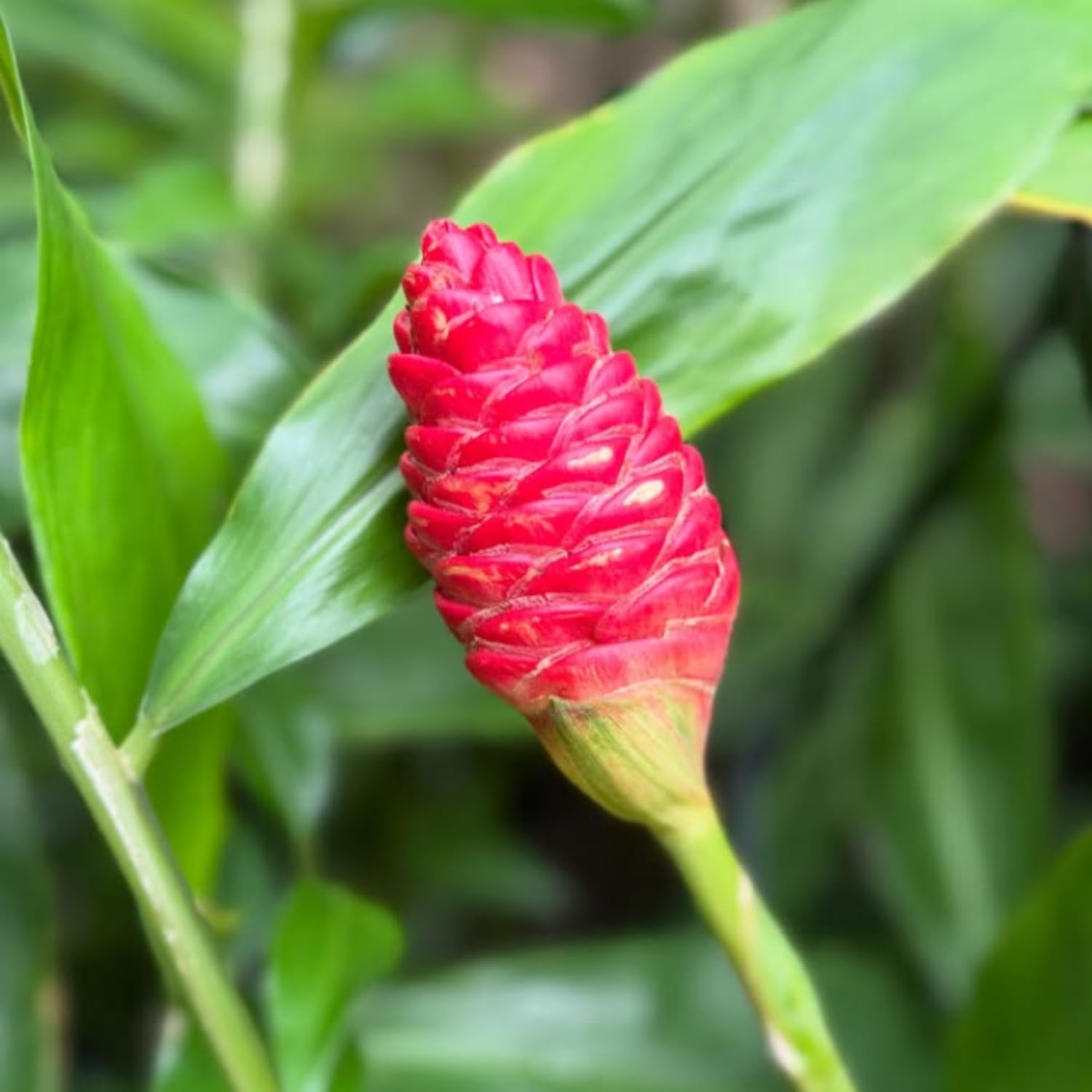 Fresh Shampoo Ginger Plant, Zingiber Zerumbet Fresh Ginger Live 3-5'' Tall, Ready for Perennial Garden