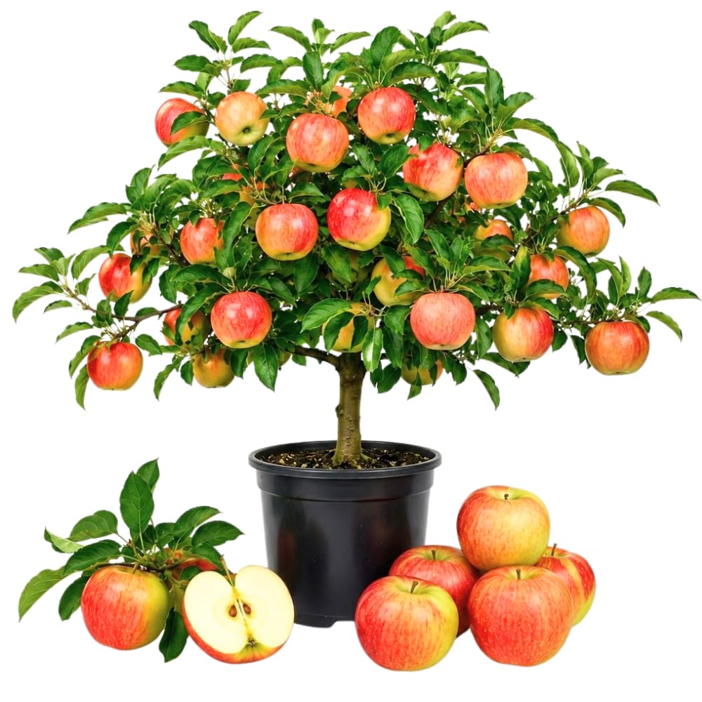 Honey Crisp Apple Tree Plant Live, Cold Hardy Apple Plant, 2-3 Ft Tall