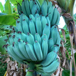 Ice Cream Banana Plant Live 5 to 8 Inch Tall, Blue Jave Banana Tree Live Plant, Blue Banana Fruit Plant for Growing