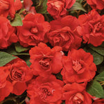 2 Double Impatiens Plants, Double Flowering Impatiens Starter Plant 4-7 Inches, Shade Garden or Patio Container Flower (Double Red)