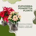 2 Multi Varieties Poinsettia Plants Live, Pink Cream Poinsettia Flowers for Holiday Christmas Gift, Decoration Houseplant 5-10" in Tall, No Pot