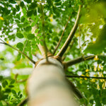 Live Moringa Tree Plant, Moringa Oleifera Plants, 6-10 Inch Tall in 4 Inch Pot, 2 Plants Per Pot for Planting