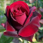Climbing Roses Live Plants, Rose Bushes Ready to Planting, No Pot, Cut Back, Well Rooted, 6-8 Months Old (Random Single Color)