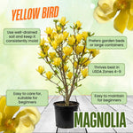 Magnolia Plant Live 6 to 12 Inches Tall, in 2.5 Inches Pot, Magnolia Tree Live Plant, Fragrant Magnolia Flowers (Yellow Bird Magnolia)