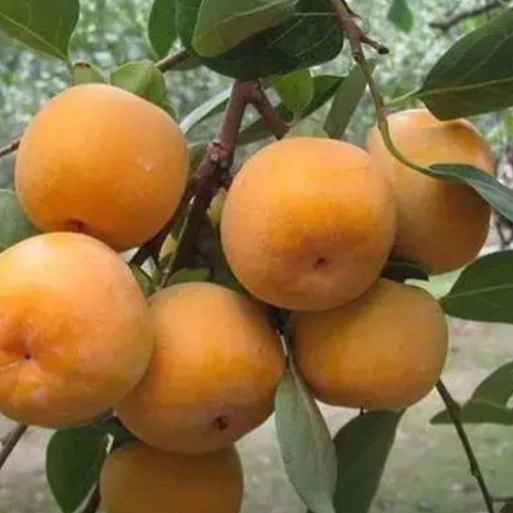 Persimmon Tree Live Plant, Persimmon Fruit Trees Live Plant, Quart Pot