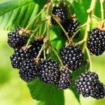 Pack 2 Thornless BlackBerry Plants Live to Grow 4 to 8 Inch Tall, BlackBerry Bush Live Plant, Sweet Blackberries Fruit Tree Indoor Outdoor (Triple Crown BlackBerry)