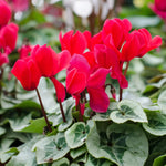 Red Cyclamen Plant Live in 4" Pot, Vibrant Blooms Plant for Garden, Hardy Perennial Cyclamen Flowers Plant
