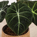 2 Black Alocasia Live Plants, Black Velvet Alocasia, Rare Tropical Housplant Live 4 to 8 Inch Tall
