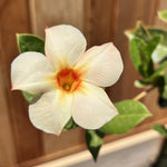 2 Peach Mandevilla Plants Live 4–7" Tall, Live Mandevilla Flowering Tropical Vines for Patio, Containers and Backyard Landscaping