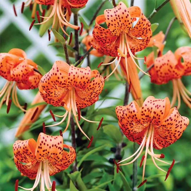 5 Turks Cap Lily Bulbs Roots, Tiger Lily Flower Root Plant, No Leaf, Well Rooted Ready to Plant, Summer Bloom, Orange Flower Live Plant