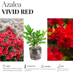 2 Red Azalea Plants Live Tree, Blooming Rhododendron Bushes, 5-10 Inc Tall, No Pot, for Indoor Outdoor Planting, Red Azalea