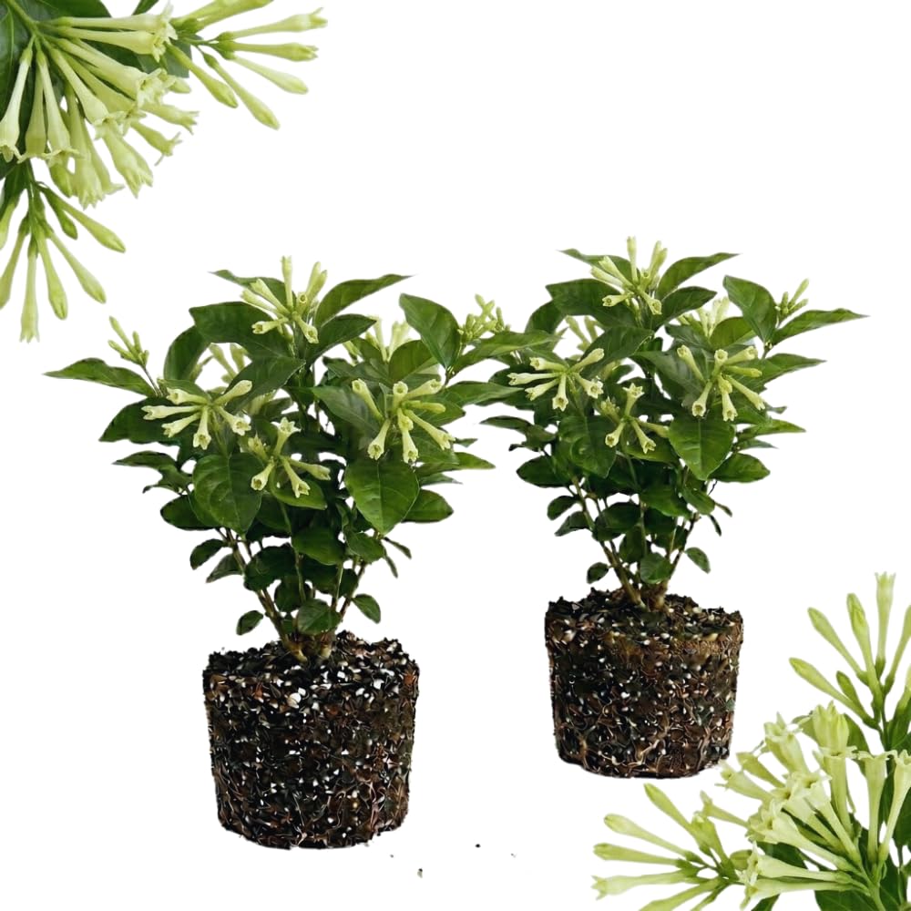 2 Night Blooming Jasmine Plants Live, Cestrum Nocturnum Plant Jasmine Climbing Plants, 5 to 7 Inc, Hanging Basket Live Plant Well Rooted