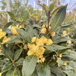 Laurus Nobilis Live Plant, Bay Leaf Tree, Fragrant, Bare Root, 4 to 7 Inc Well-Rooted, Bay Laurel Sweet Bay Live Plant for Planting