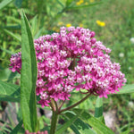 Pack 2 Milkweed Live Plants, Butterfly Milkweed Shrub, Asclepias Tuberosa Plants 4-8 Inches (Pink)