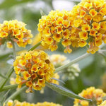 Butterfly Bush Plant Live, Perennial Buddleia Bushes Ready to Grow Outdoor 4-8 Inches (Yellow Buddleia)