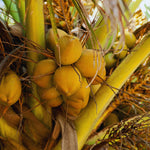 Sprouted Yellow Coconut Plant Tree, 6 to 8 Inc Long, Coconut Tree Live Plant