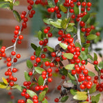 Weeping Yaupon Holly Plant Live for Planting 4 to 6 Inch Tall, Weeping Holly Tree Live Plant, Weeping Shrubs and Bushes