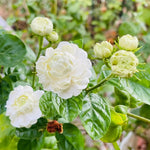 Jasmine Live Plant 4–8″ Tall, Jasmines Flower Vine, Fragrant White Blooms, Outdoor or Container Growing (Duke Jasmine)