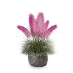 2 Pink Muhly Grass Plants Live for Spring Planting, Size 5-9" in Tall, Oranamental Grass for Outdoor Indoor
