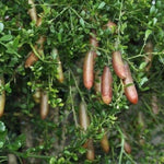 Red Finger Lime Tree Live, 1-2ft Tall, Citrus Plant 1 Gallon Pot, Finger Lime Citrus Tree, Well Rooted Fruit Plant