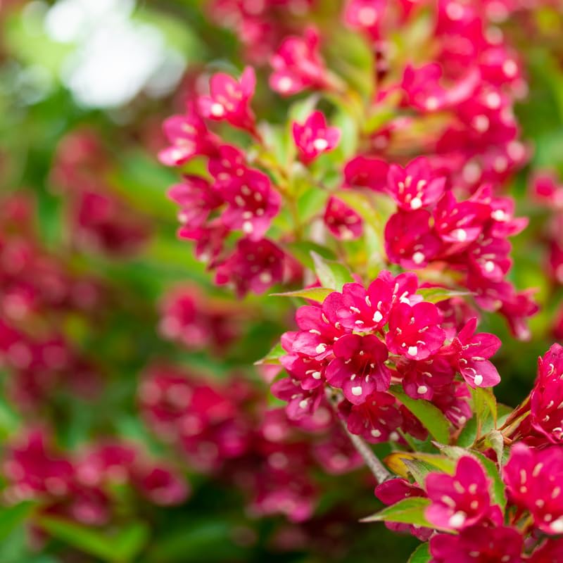 Weigela Live Plant, Weigela Starter Plant in 4 Inch Potted, Live Weigela Plant, Weigela Plant Live for Growing Indoor Outdoor