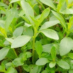 Stevia Plants Live, 4 Inch Pot Herb Stevia Plants Live for Planting