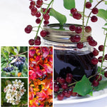 2 Seedlings Black Chokeberry Trees Live Plants, 1 Year Old Well-Rooted for Outdoor Planting, No CA, Edible Aronia Berry Shrub, Cold Hardy
