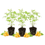 3 Raspberry Plants Live, Sweet Raspberry Bush Live Plants, Well-Rooted 5-8 Inch Height, Raspberry Shrub Outdoor, No Pot (Fall Gold Raspberry)