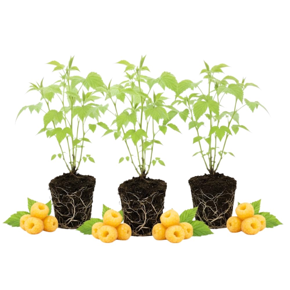 3 Raspberry Plants Live, Sweet Raspberry Bush Live Plants, Well-Rooted 5-8 Inch Height, Raspberry Shrub Outdoor, No Pot (Fall Gold Raspberry)