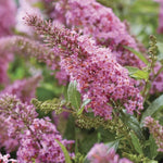 Pack 2 Butterfly Bushes Live Plant, Fragrant Buddleia Bush Shrub, 4 to 9 Inch Tall (Light Pink Blooms)