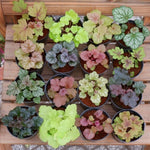 2-Pack Live Heuchera Coral Bells Plants, Mix Colorful Leaves, Vibrant Indoor Outdoor Planting
